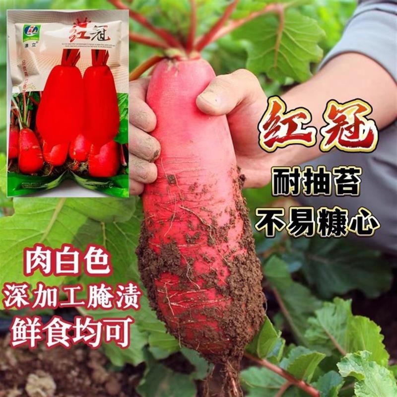 红冠萝卜种籽耐热耐寒耐抽薹不易糠心红皮萝卜种子春秋保护地种植