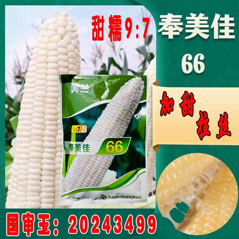 美兰奉美佳66白甜糯鲜食玉米种子国审蜜甜好吃甜糯比9比7高产大棒