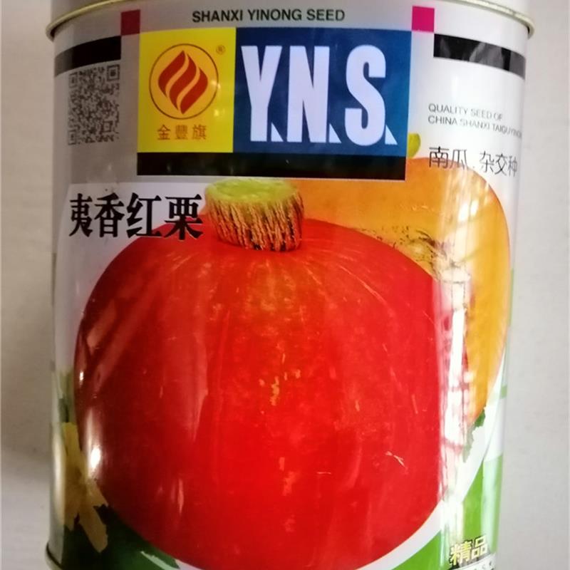 红板栗贝贝小南瓜夷香红栗南瓜种子春季蔬菜种籽四季板栗高产种孑
