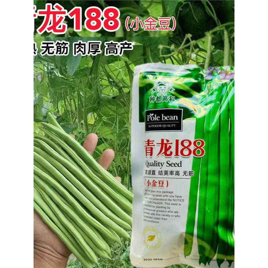 青龙188小金豆种子高产四