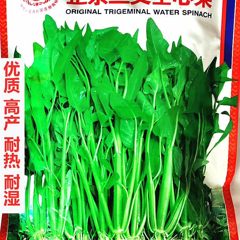 福州中蔬正宗三叉空心菜种子优质高产耐热耐湿基地农家春夏秋播种