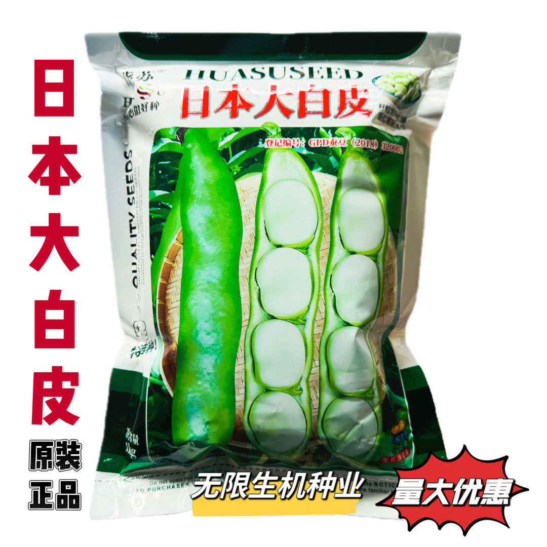 日本大白皮大蚕豆种籽高