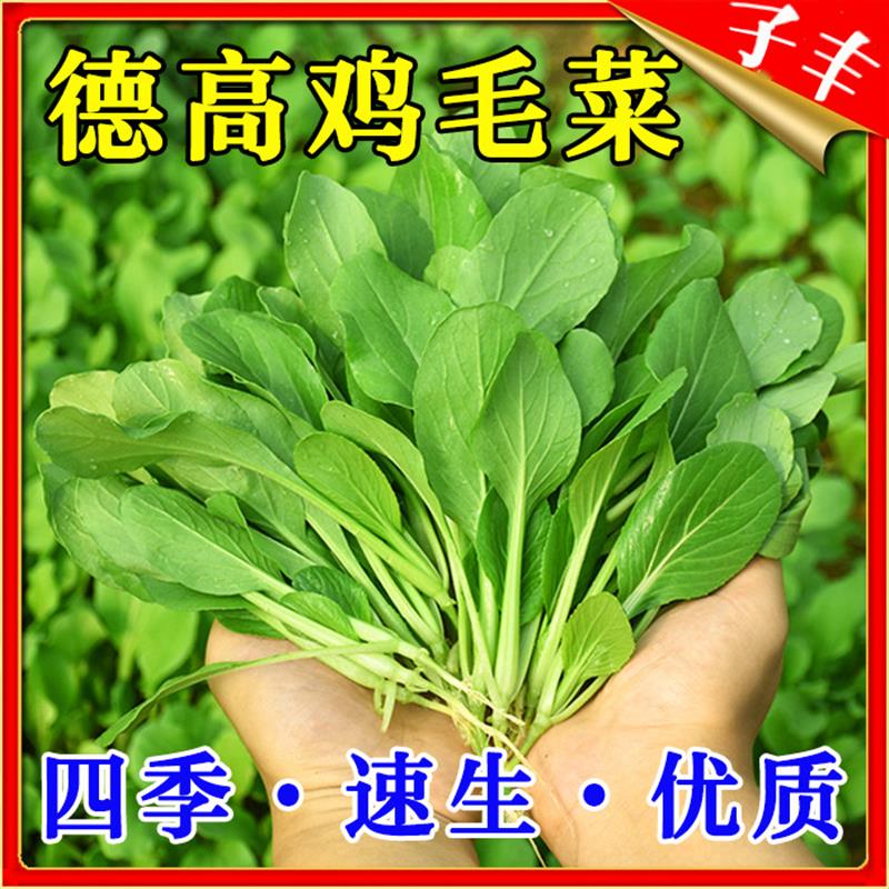 德高1号3号鸡毛菜种子四季速生夏季抗病耐热耐雨小白菜青菜菜籽种