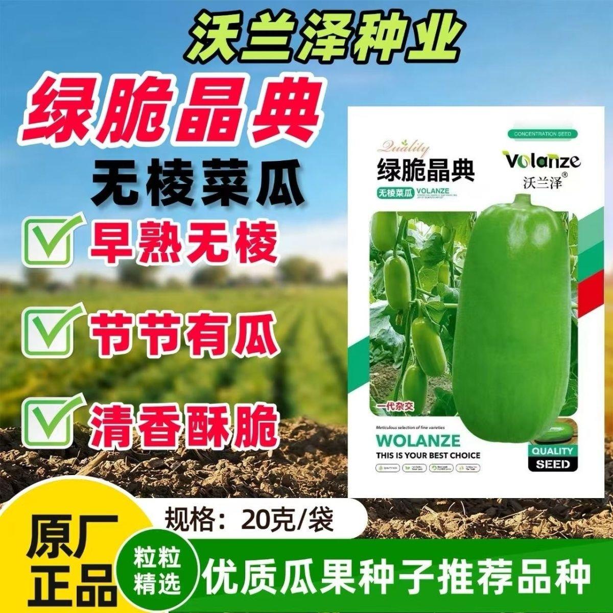 绿脆晶典无棱菜瓜种子青皮脆甜香酥菜瓜烧瓜生吃无糖黄河脆一窝猴