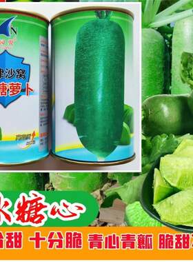 天津沙窝水果青萝卜冰糖心甜脆爽囗多汁青皮萝卜商品性好杂交原装
