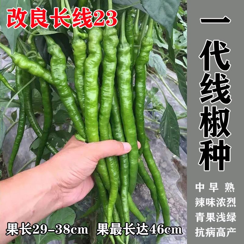 线椒种安徽辣椒种籽杭椒超长特高产春秋四季播种子