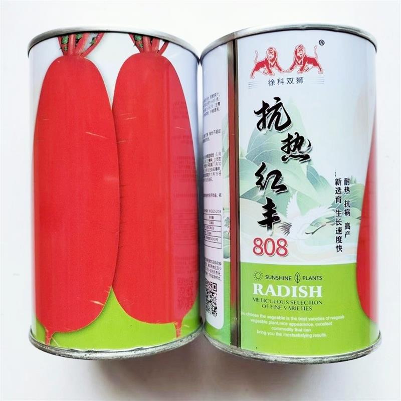 抗热红丰808萝卜种子 红皮白肉萝卜种子秋季种红萝卜蔬菜种子
