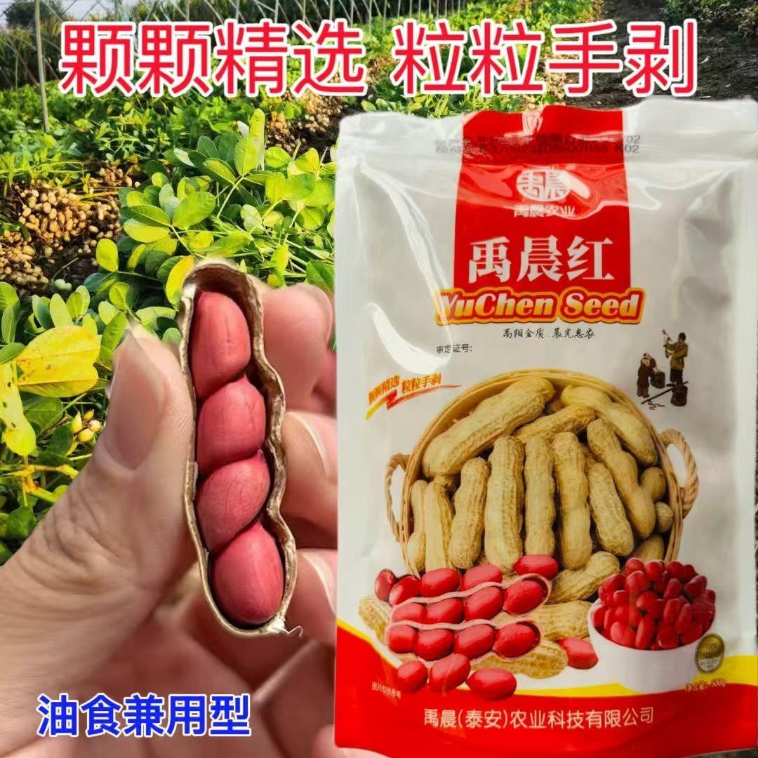 禹晨红四粒红花生种子优质早熟高产耐旱抗病春夏播种油食兼用花生