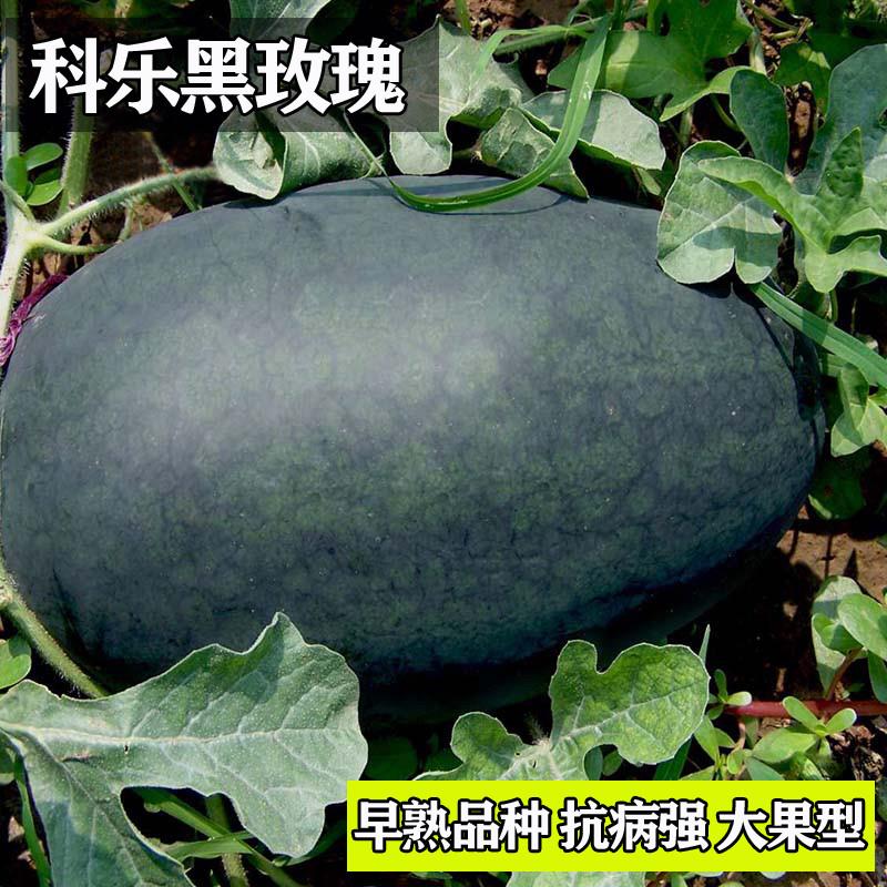 黑玫瑰西瓜种子籽春季秋季四季特大盆栽甜大富农黑皮红瓤水果种孑