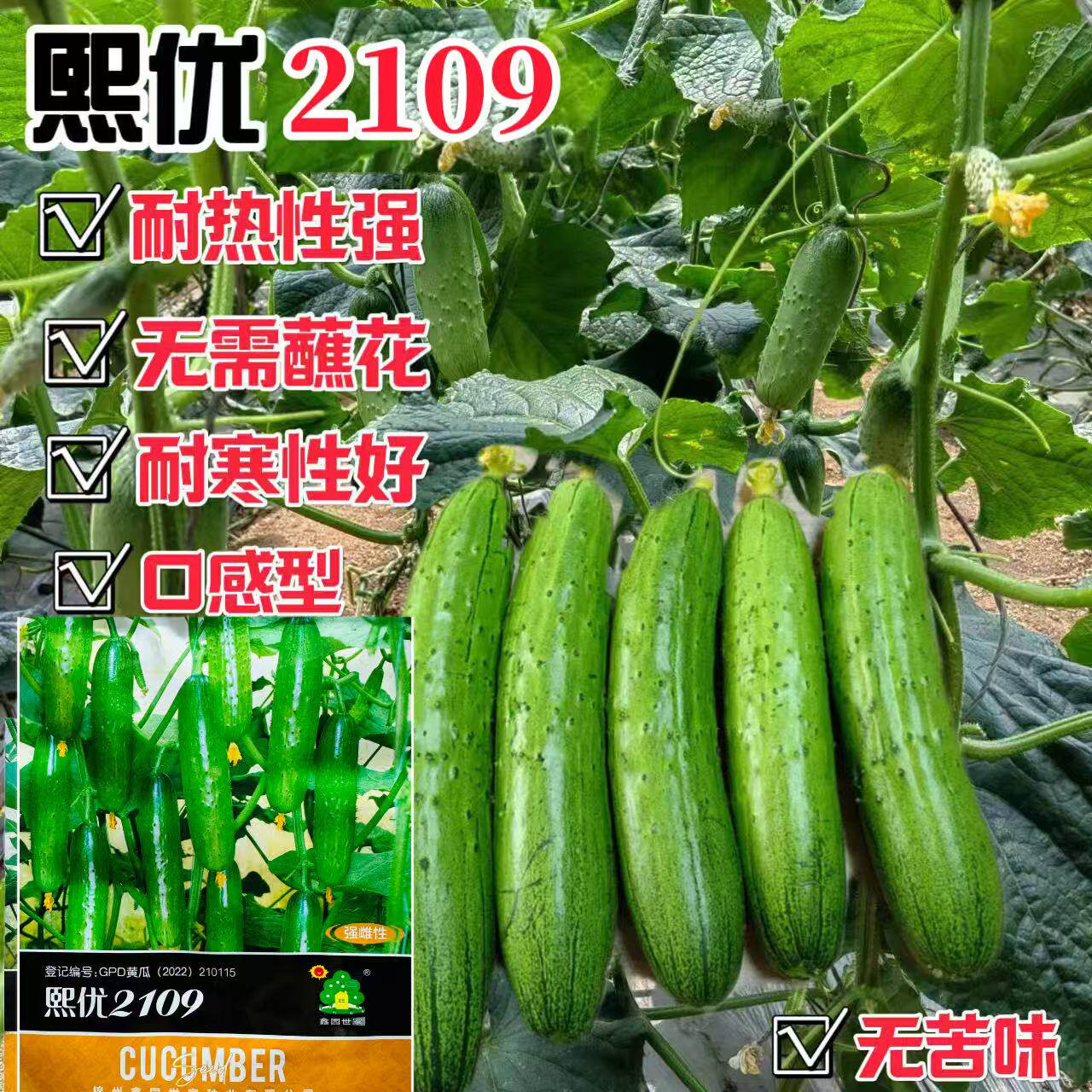 熙优2019强雌水果黄瓜种