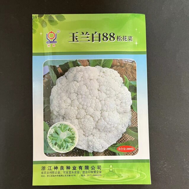 玉兰白88白松花菜种子中熟耐寒产量高花球洁白品质柔软甜脆味美