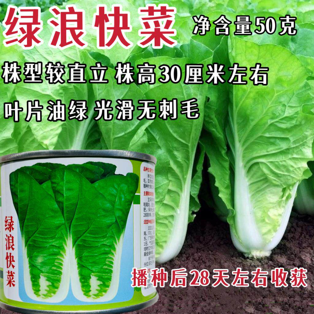 绿浪快菜种子耐热耐湿高
