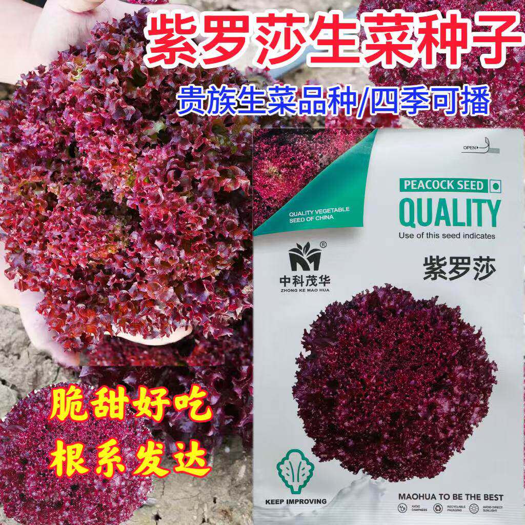 紫生菜种子紫罗莎紫色籽
