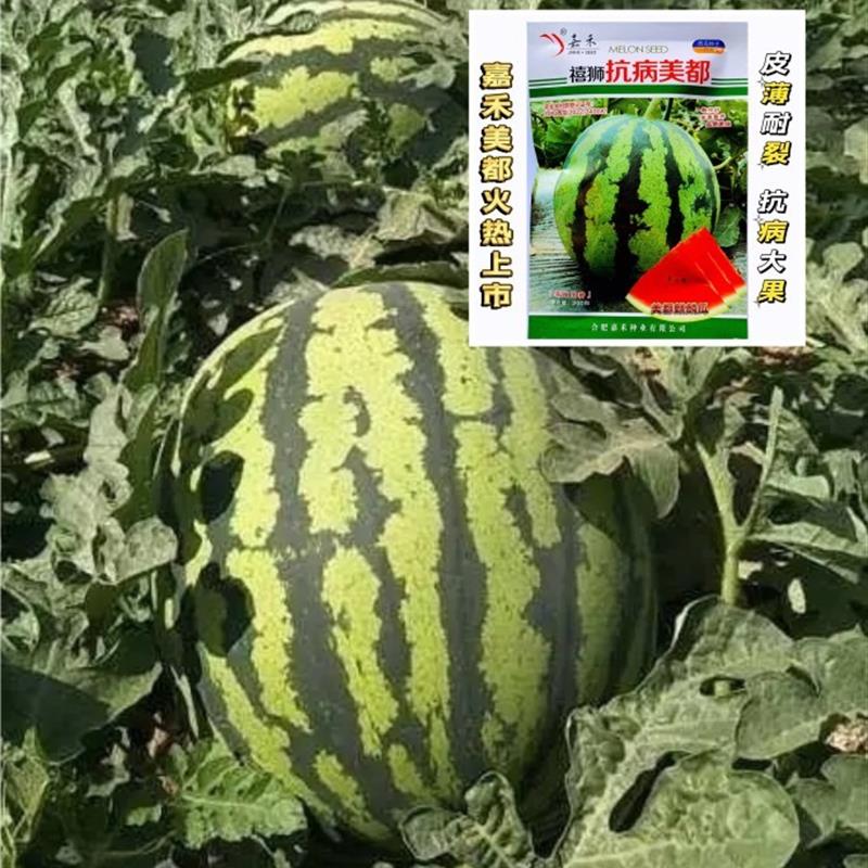 抗病美都西瓜种子含糖量高 礼品西瓜种籽瓜8424西瓜水果蔬菜种孑