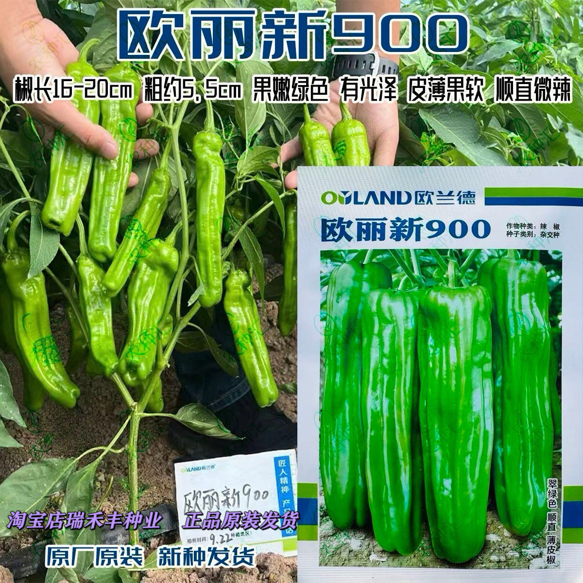 欧兰德欧丽新900薄皮泡椒