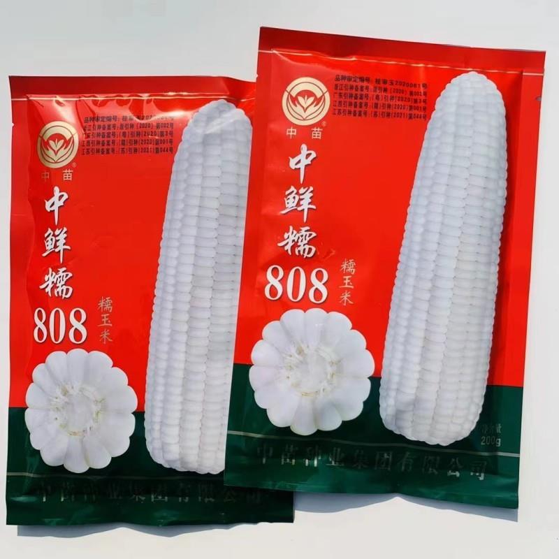 中苗中鲜糯808白糯玉米种子鲜食糯玉米种籽农家大田春秋两季播种