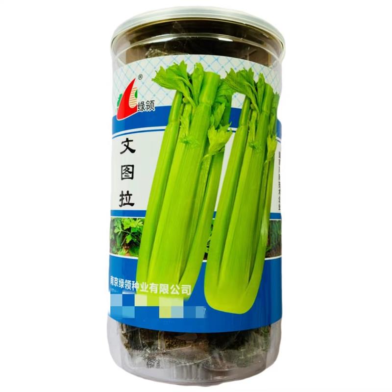 文图拉芹菜种子文图拉西芹蔬菜高产四季播耐热耐寒大田田园蔬菜种