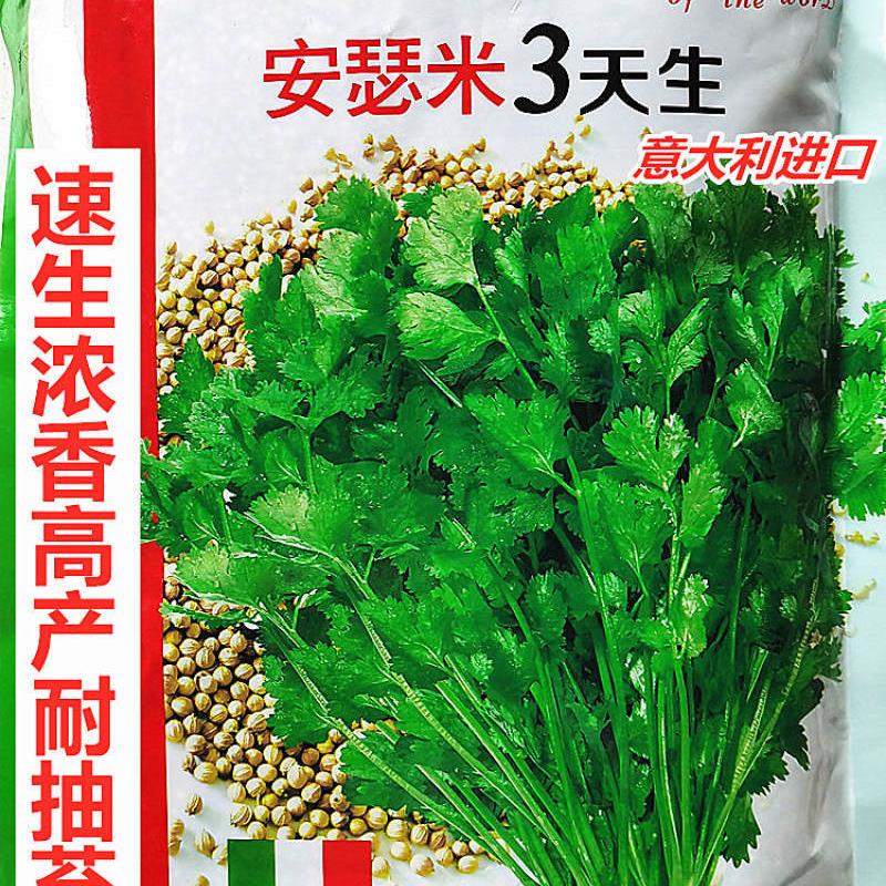 拖车头安瑟米3天生香菜种子速生浓香高产耐抽苔农家春秋播种精选