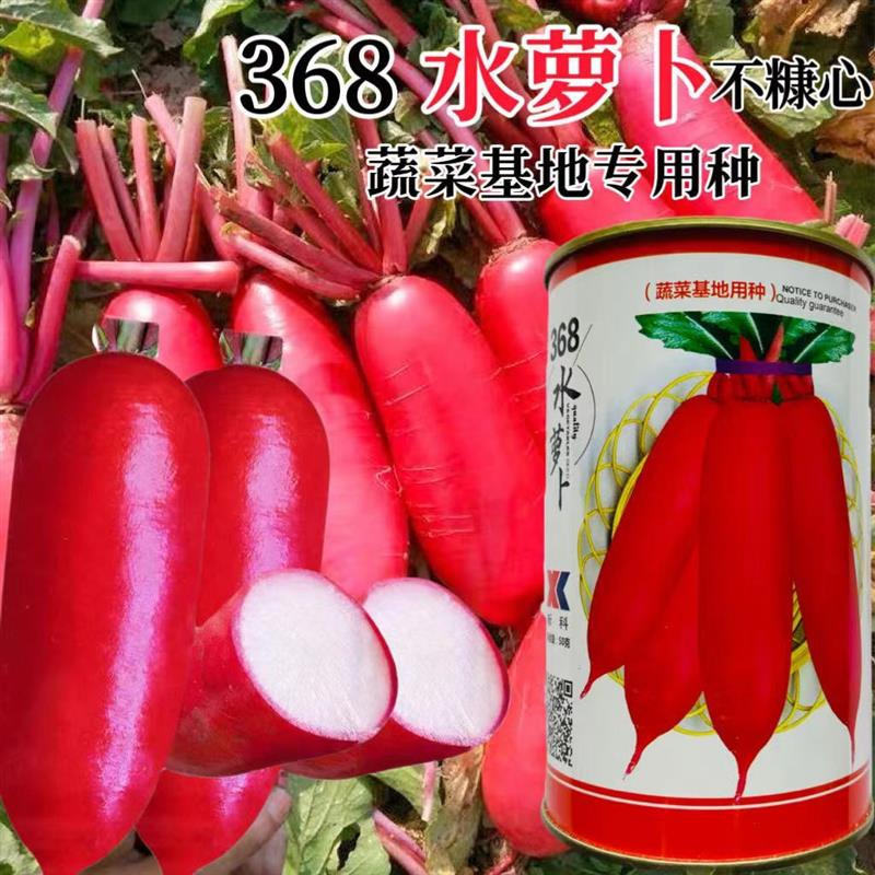 水果萝卜种子四季萝卜籽种368水萝卜种子耐糠心好吃红皮萝卜包邮