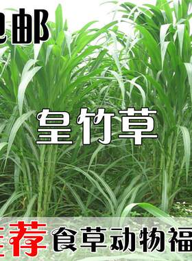 皇竹草种子甜象草种子粮竹草 王草 杂交牧草种子 皇竹草子种包邮