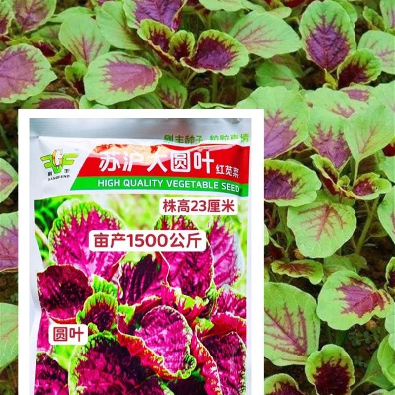 红苋菜种子圆叶青苋菜籽全红苋菜春秋冬四季播种蔬菜抗寒易种植