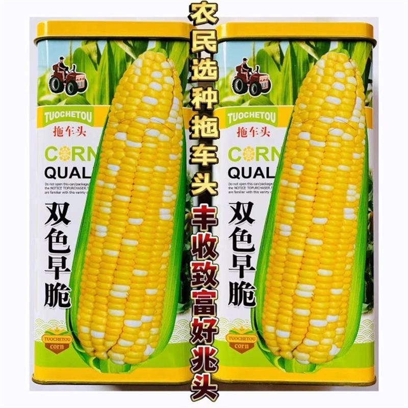 双色早脆水果玉米种子高产甜玉米种籽特大耐旱春四季糯玉米粘大田