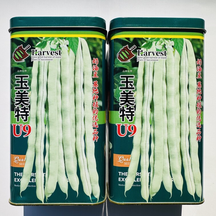 玉美特U9奶油豆豆角种子豆荚密度大产量高芸豆春四季豆角种籽