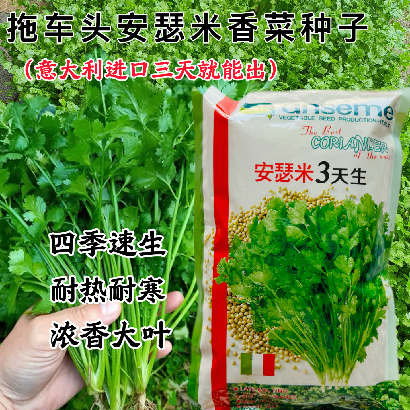 意大利进口优质芫茜安瑟