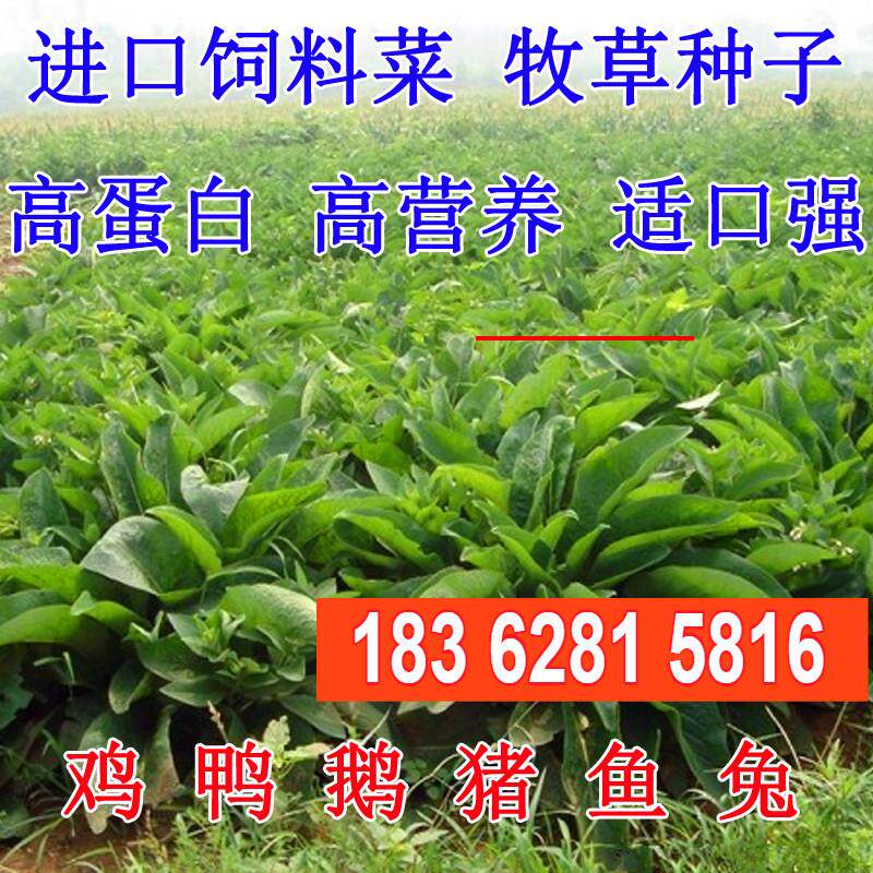 俄罗斯饲料菜种子鲁梅克斯牧草籽营养价值高新品进口牧草种子