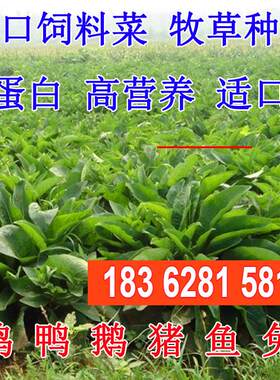俄罗斯饲料菜种子鲁梅克斯牧草籽营养价值高新品进口牧草种子