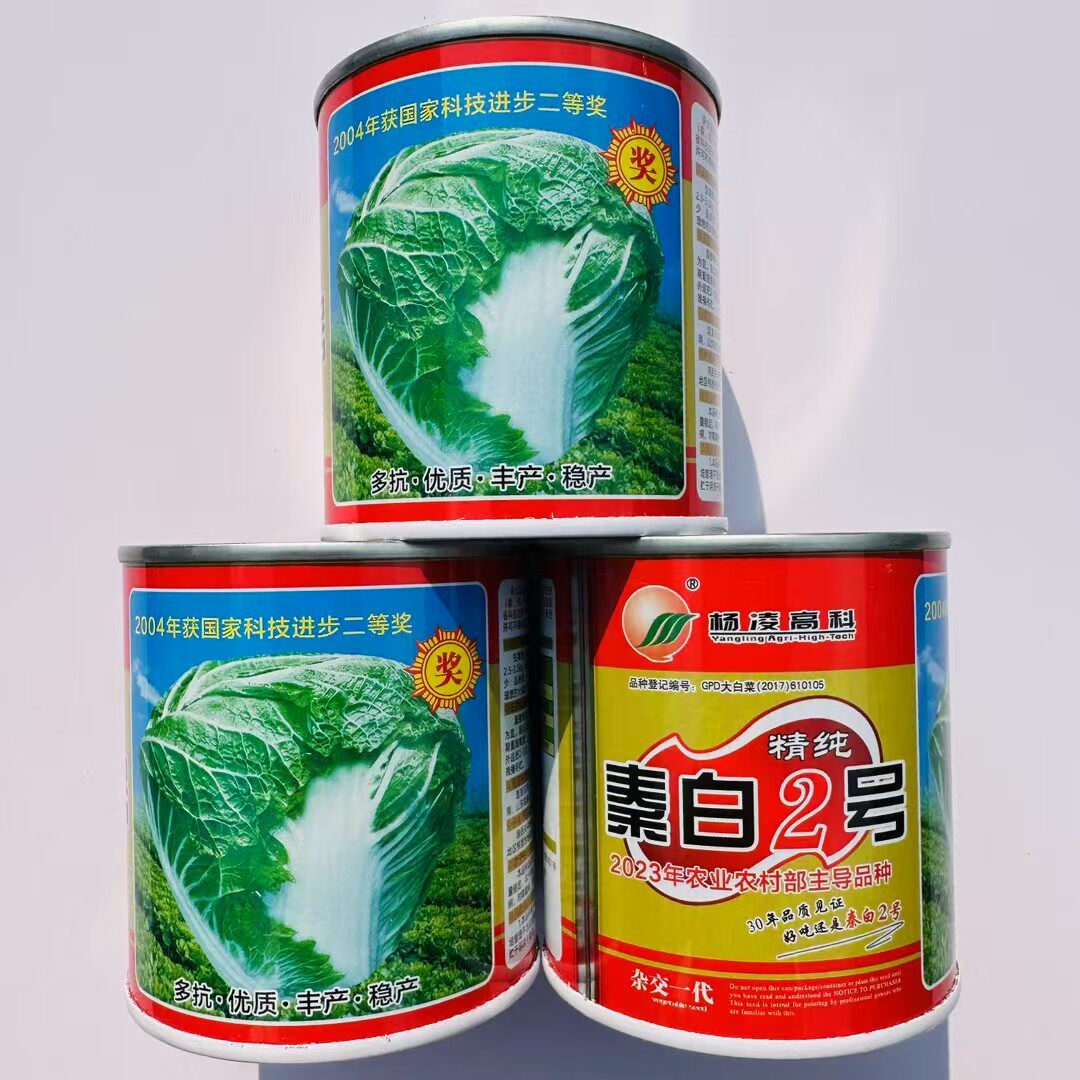 秦白2号大白菜种子矮桩叠