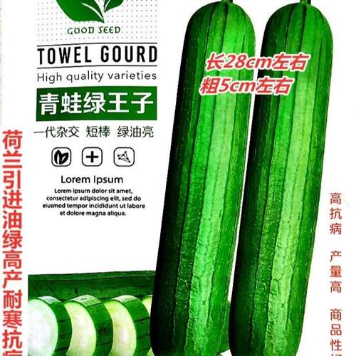 青蛙绿王子油丝瓜种籽油亮型清香短棒特大四季种植蔬菜种孑