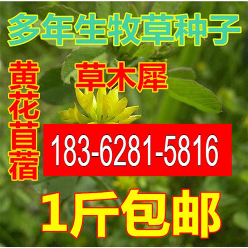 优质牧草种子高纯度 黄花苜蓿种子 草木犀 樨种子 耐旱耐寒耐贫瘠