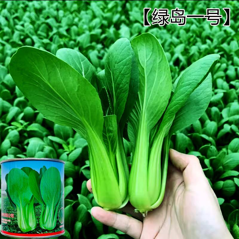 青梗菜种子上海青小白菜小油菜种籽耐寒耐热盆栽阳台四季蔬菜种子