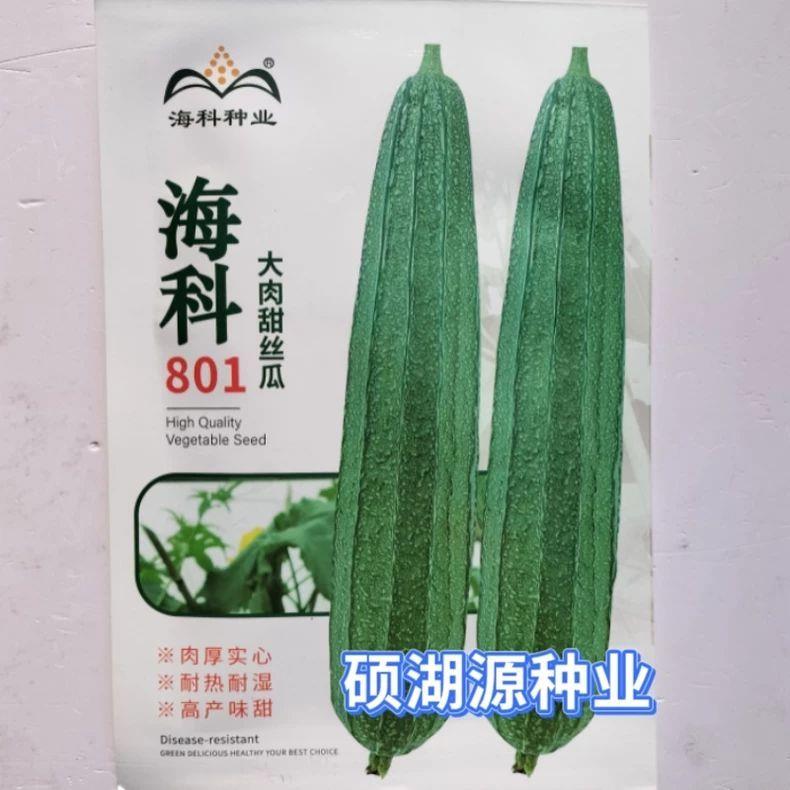 海科801大肉甜丝瓜种子中熟肉质较坚实清甜棱角较浅丝瓜 春秋季播