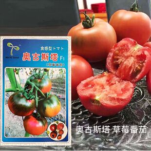 草莓番茄种子奥古斯塔早熟西红柿种籽耐寒无限生长抗TY抗病强种孑