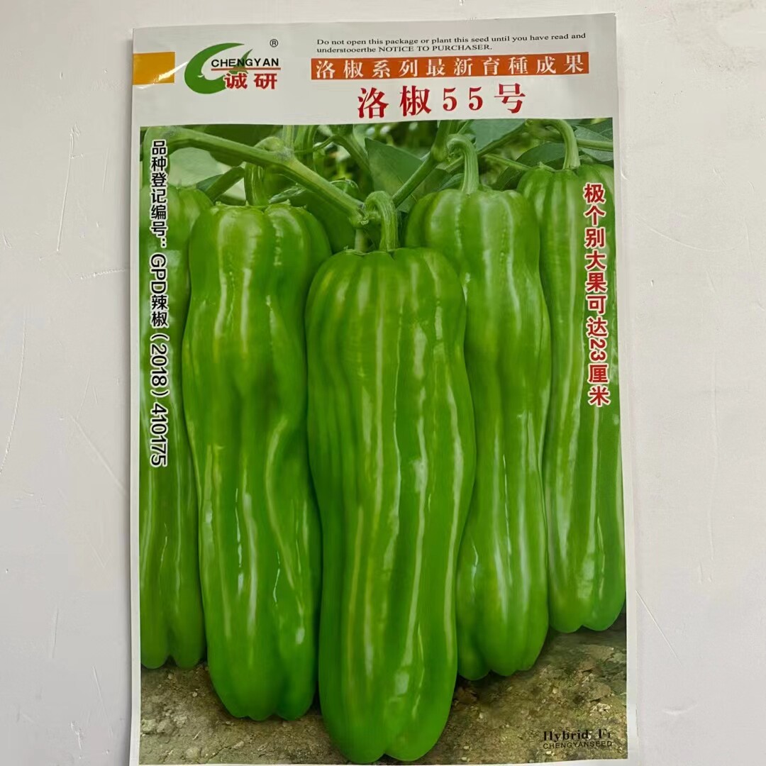 洛椒55号大果薄皮辣椒种子早上市抗病耐低温高产较辣大田辣椒种孑
