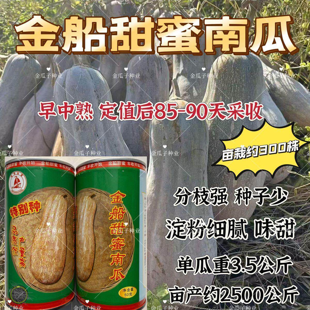 金船甜蜜南瓜种子早中熟棒锺形顶端膨大口感细腻味甜蜜本南瓜种籽