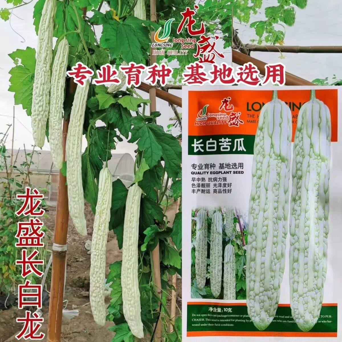 龙盛长白苦瓜种子肉厚瓜