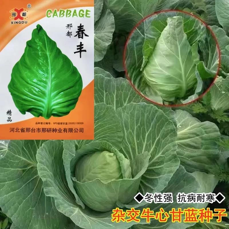 邢都牛心甘蓝种子包菜卷心菜种籽高产早熟春夏秋冬季四季蔬菜种籽