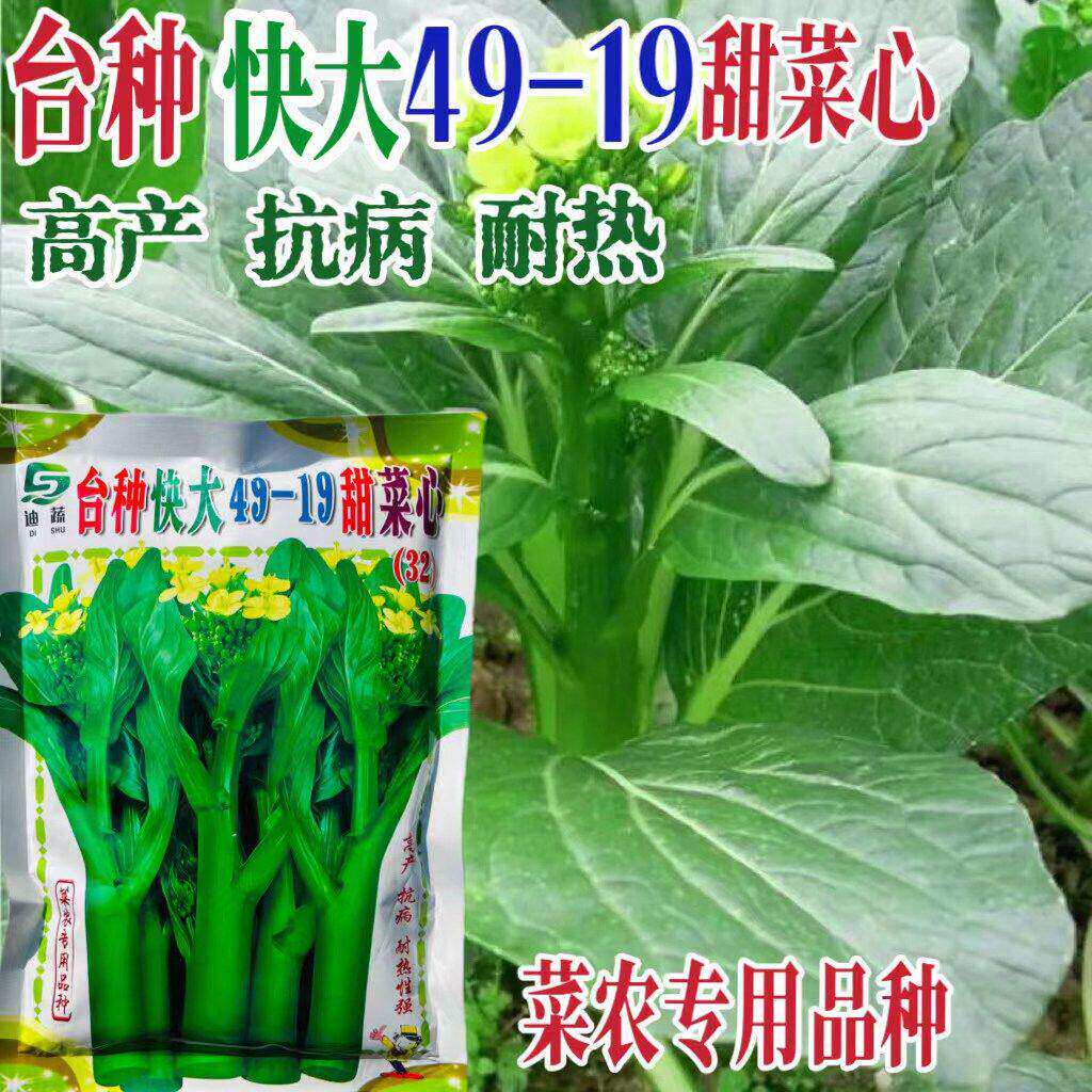 台种快大49-19甜菜心种子