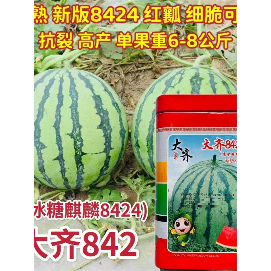大齐冰糖麒麟842西瓜种子