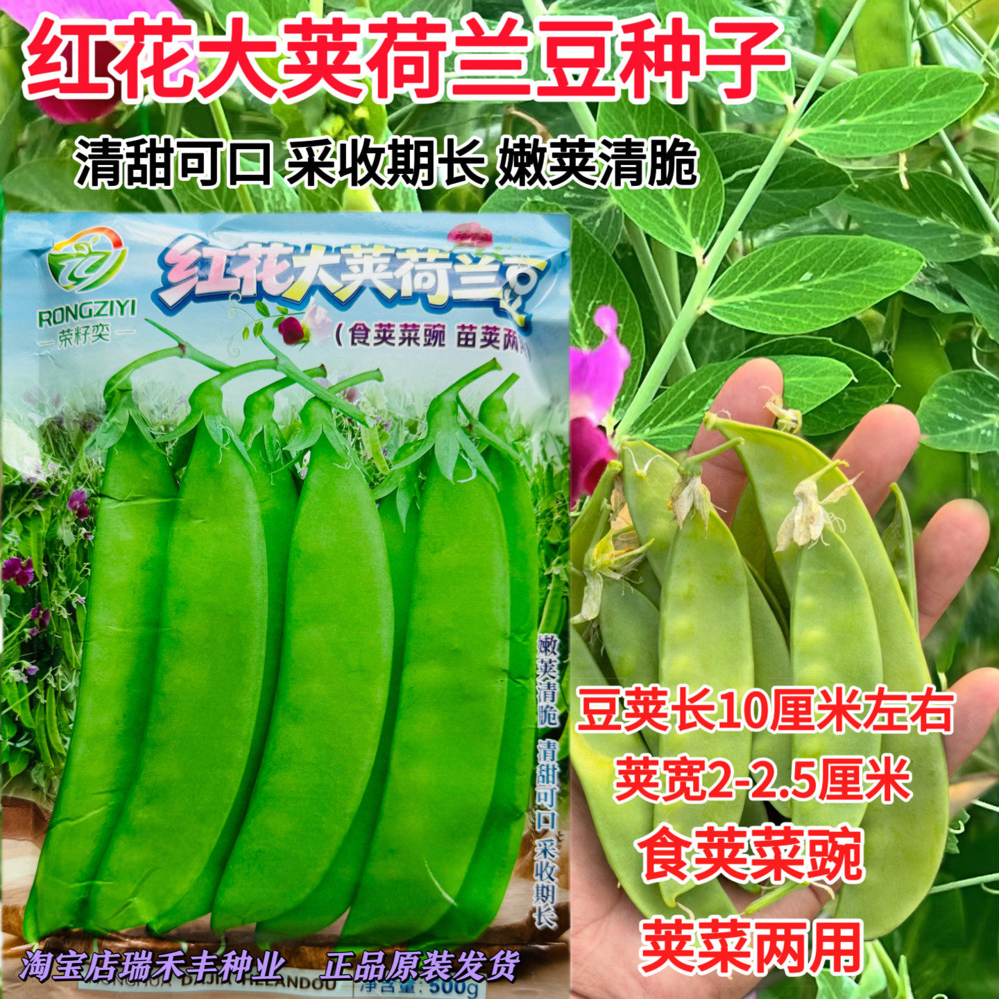 红花大荚荷兰豆种子食荚
