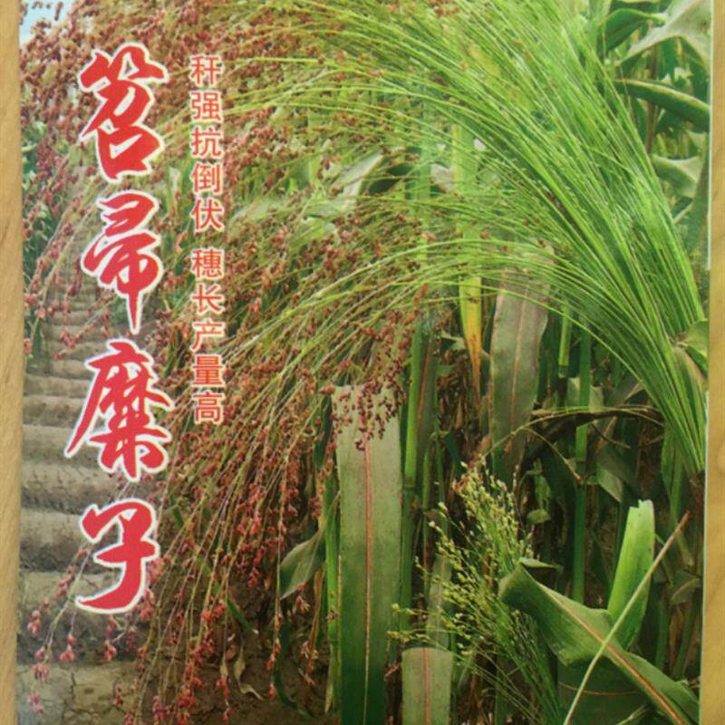 笤帚糜子种子扫帚红高粱种籽甜高粱北方甘蔗酿酒食用牧草庭院扫帚