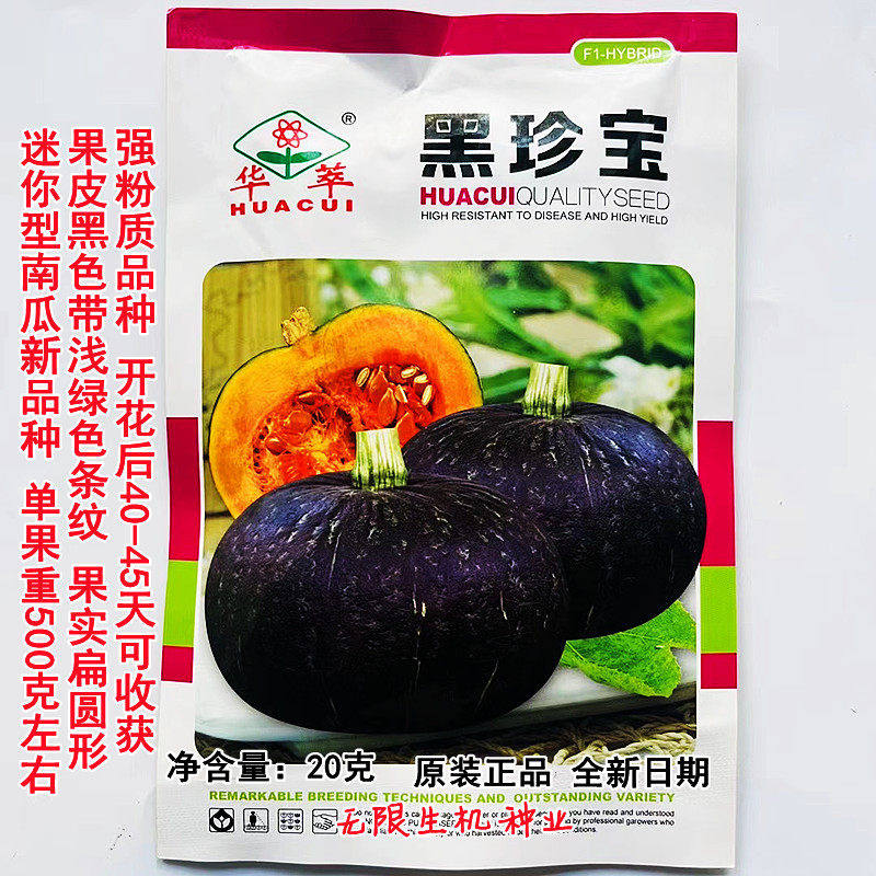 黑贝贝南瓜种子新西兰绿