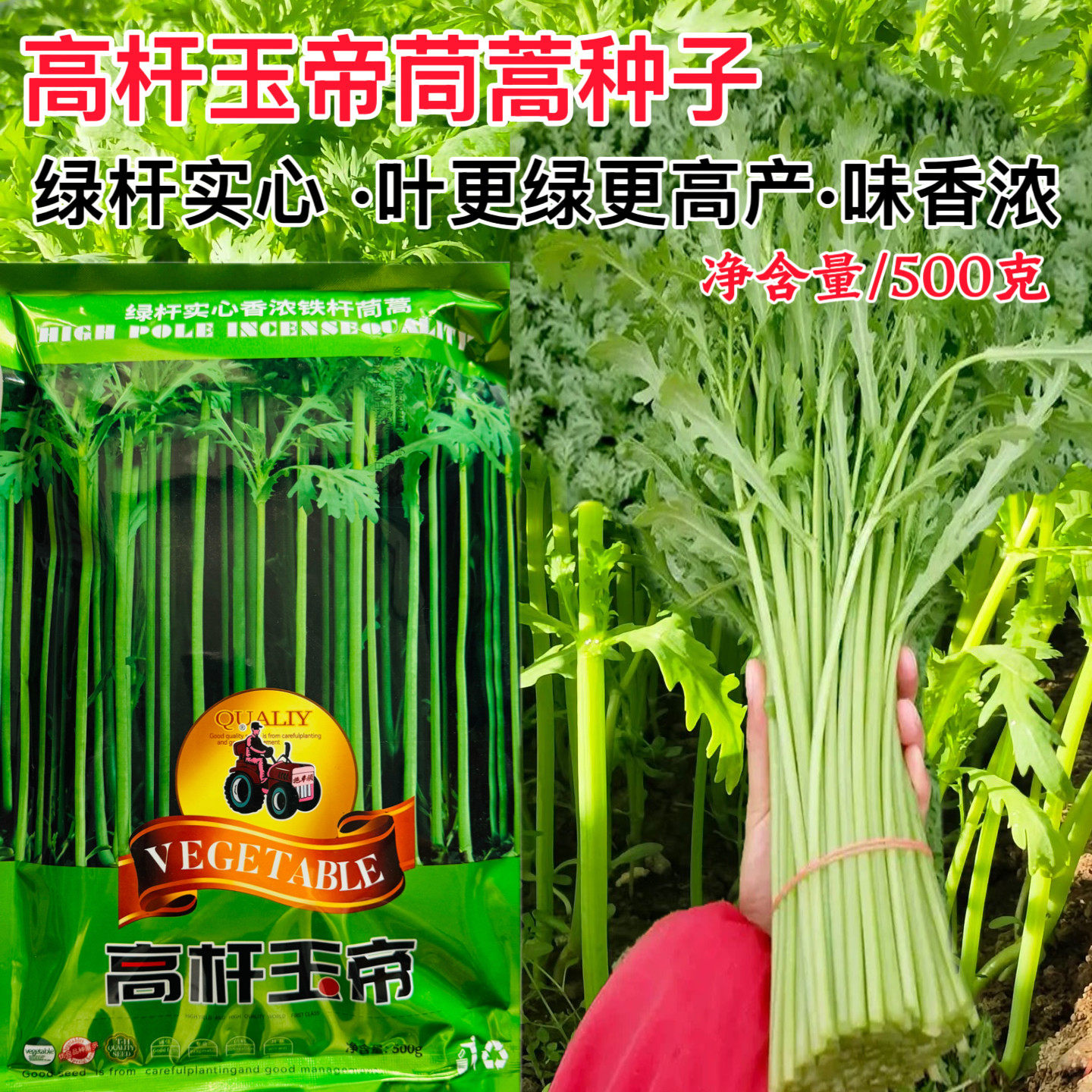 高杆玉帝小叶茼蒿种子光