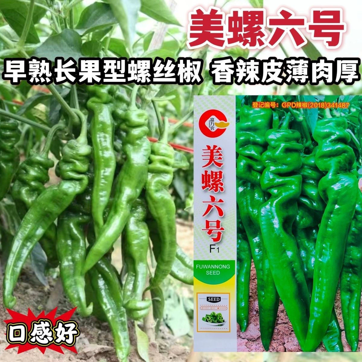 正品美螺六号螺丝椒种子