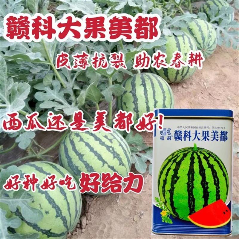 赣科大果美都西瓜种子早熟品种耐旱耐裂薄皮脆甜西瓜种籽农友专用