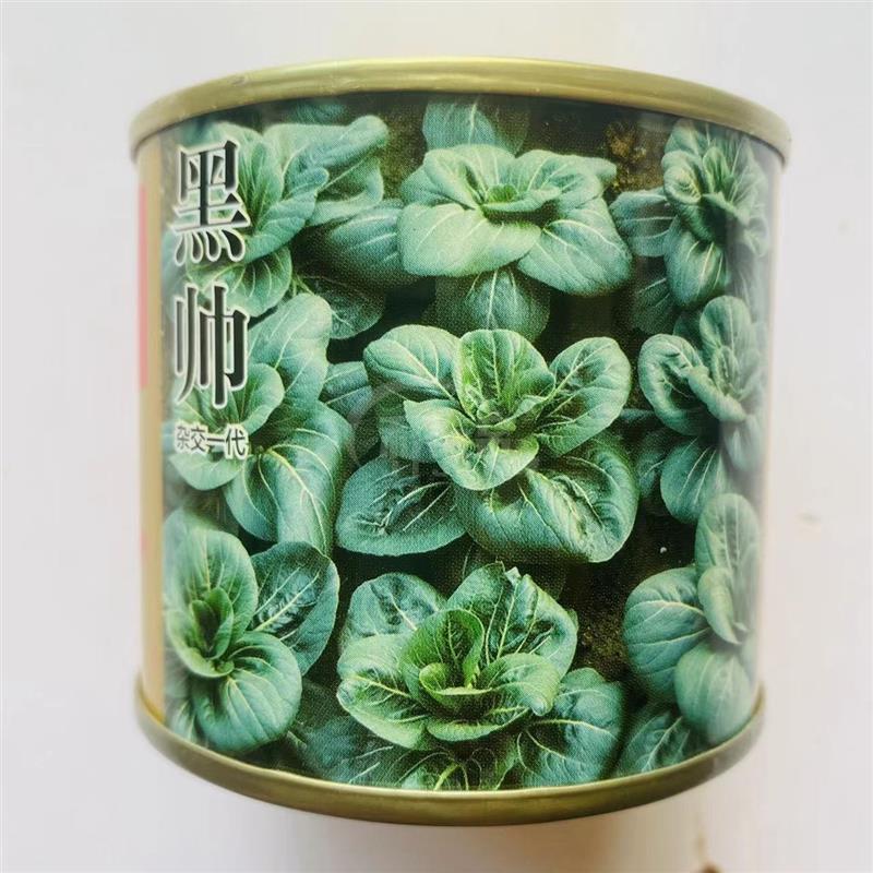 黑帅青菜种耐寒青梗菜种子秋冬季蔬菜四季种籽高产油菜菜种南方籽