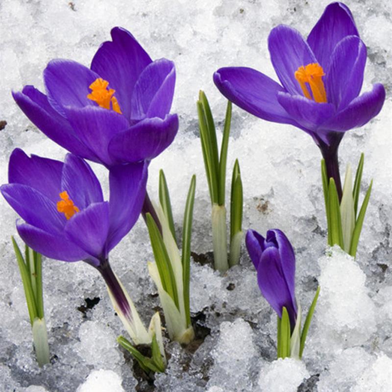 藏红花种球苗番红花盆栽花卉绿植室内花种籽子植物四季开花易养活